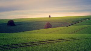 a field of grass and a tree