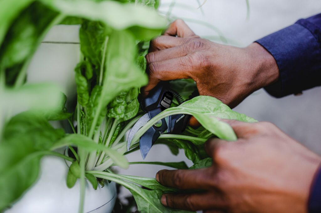 person holding green leaf vegetable