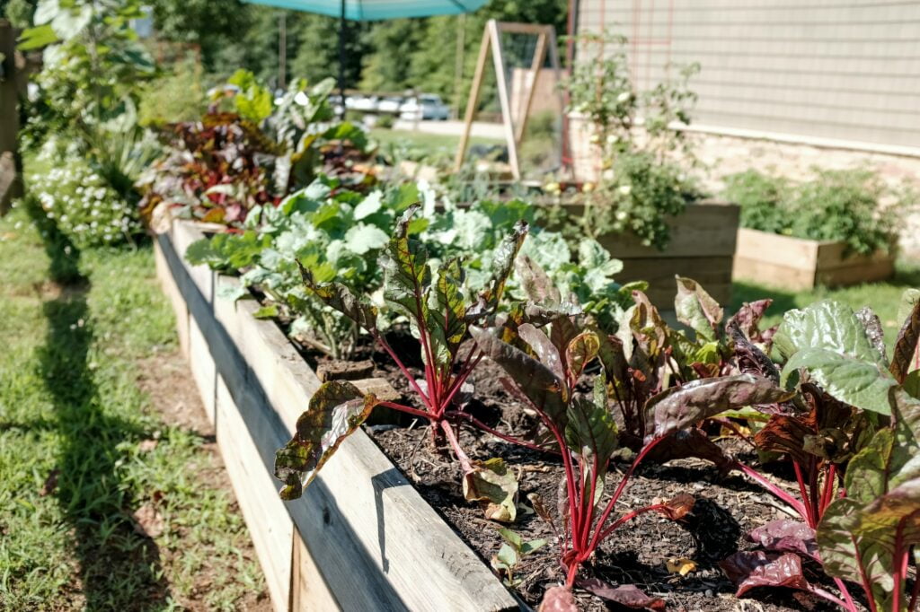 growing your own food