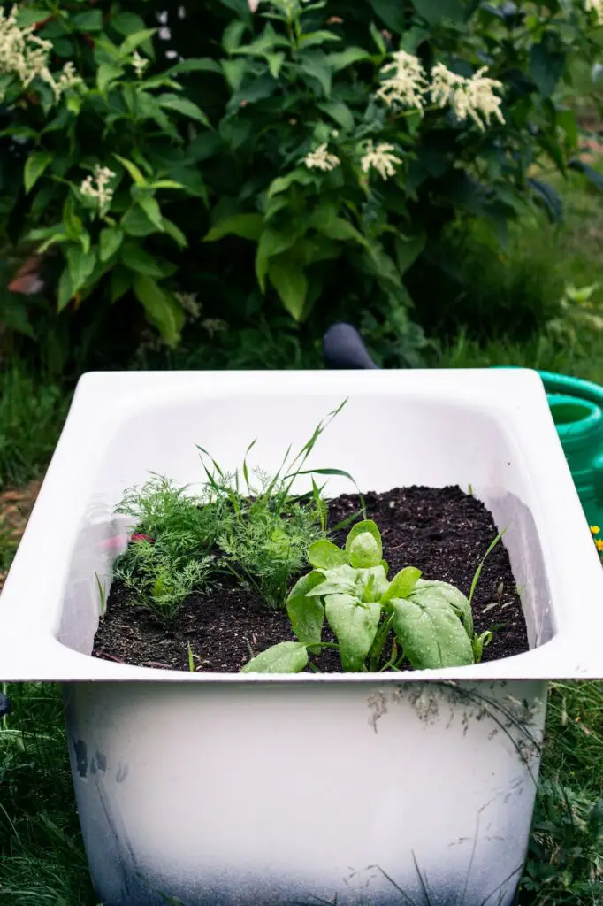 a white tub filled with dirt and plants